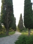 Аллея кипарисов