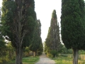 Аллея кипарисов
