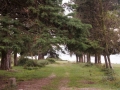 Аллея